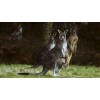 Kangaroo Mom Diamond Painting Kit