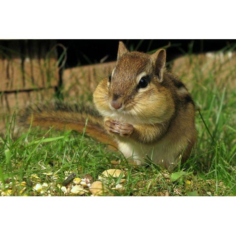 Chipmunk Eat Diamond Painting Kit