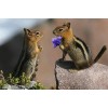 Chipmunk Love Diamond Painting Kit