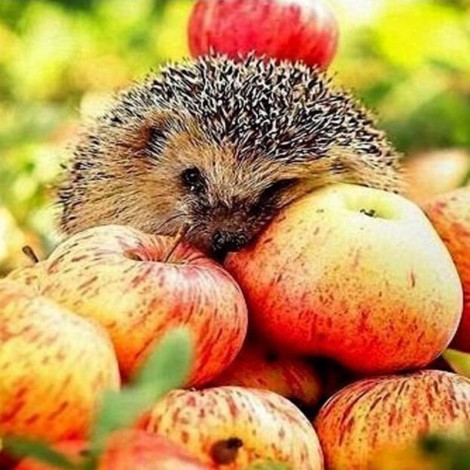 Apple Hedgehog Diamond Painting Kit