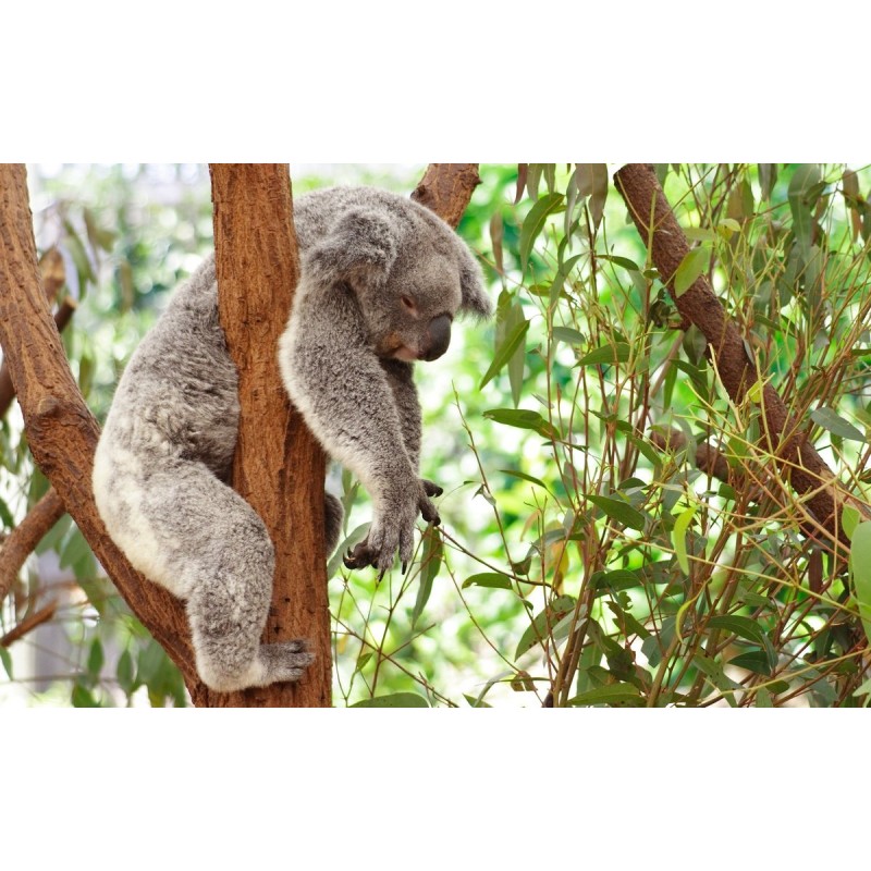 Koala Sleep Diamond ...