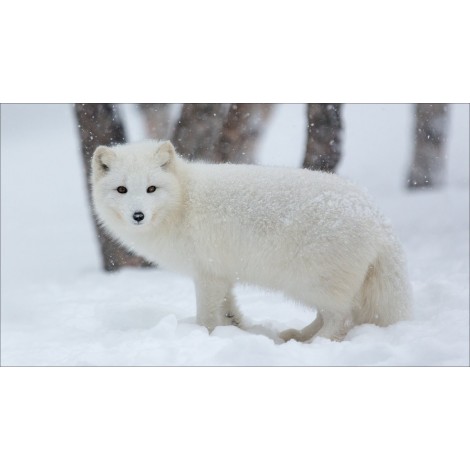 Fox White In The Snow Diamond Painting Kit