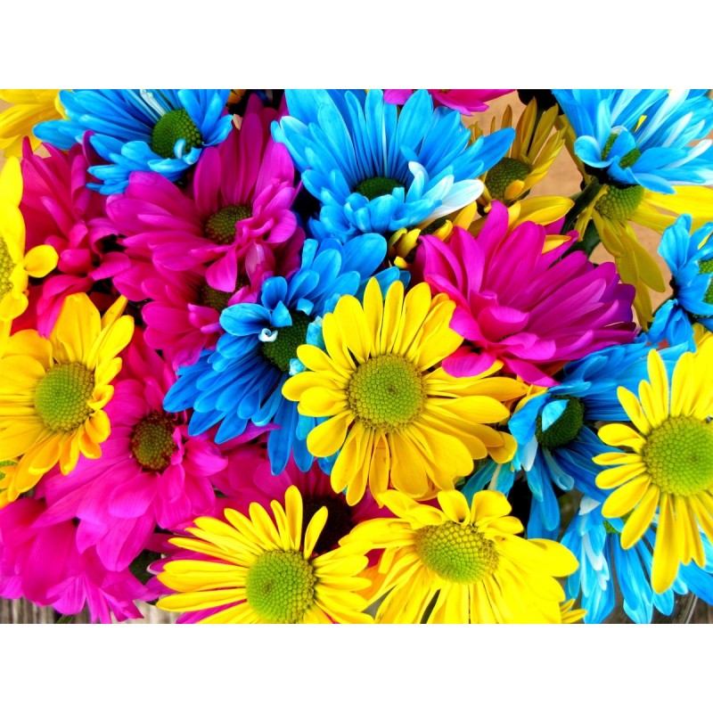 Rainbow Flowers Diam...