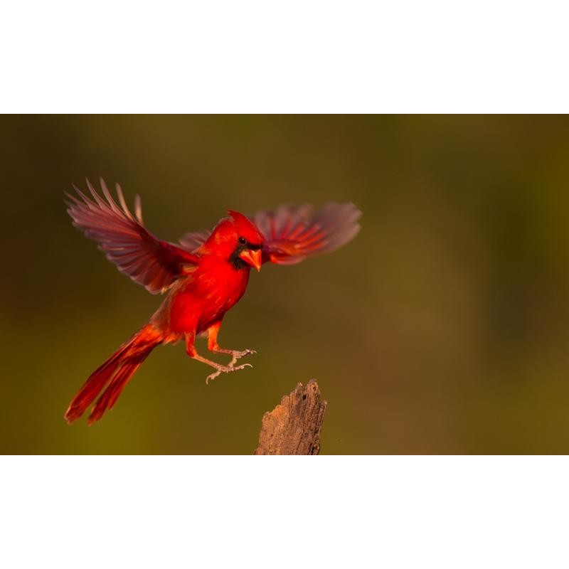 Cardinal In Flight D...