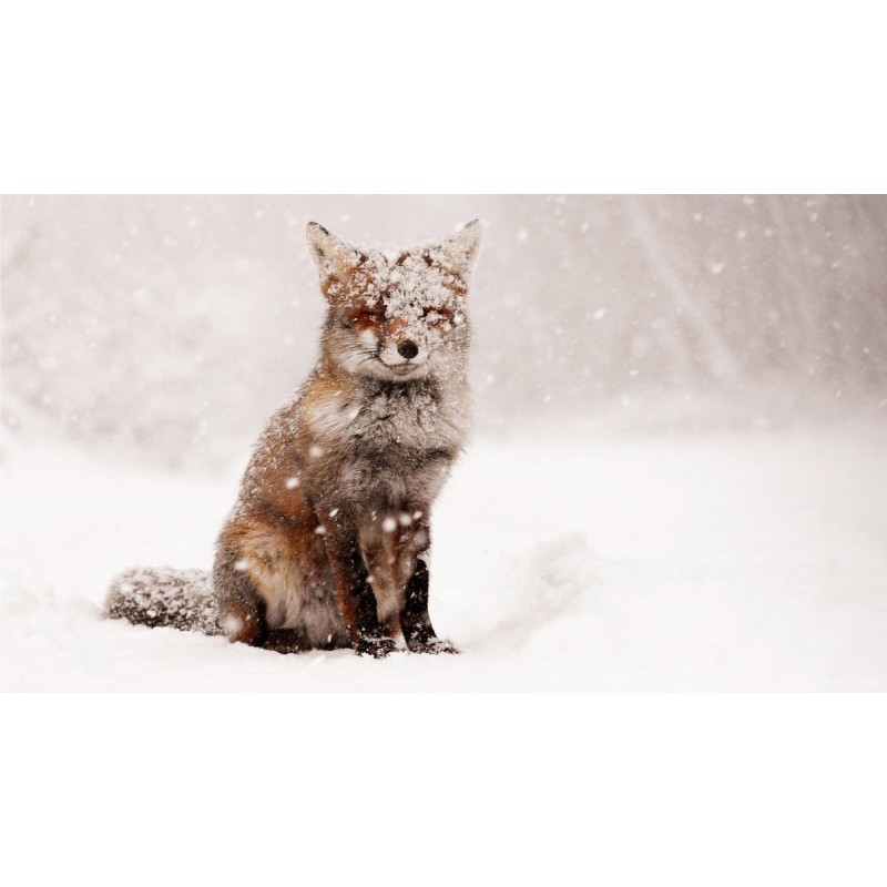 Fox In The Snow Diam...