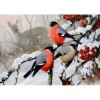 Winter Birds Diamond Painting Kit