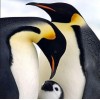 Family Of Penguins Diamond Painting Kit