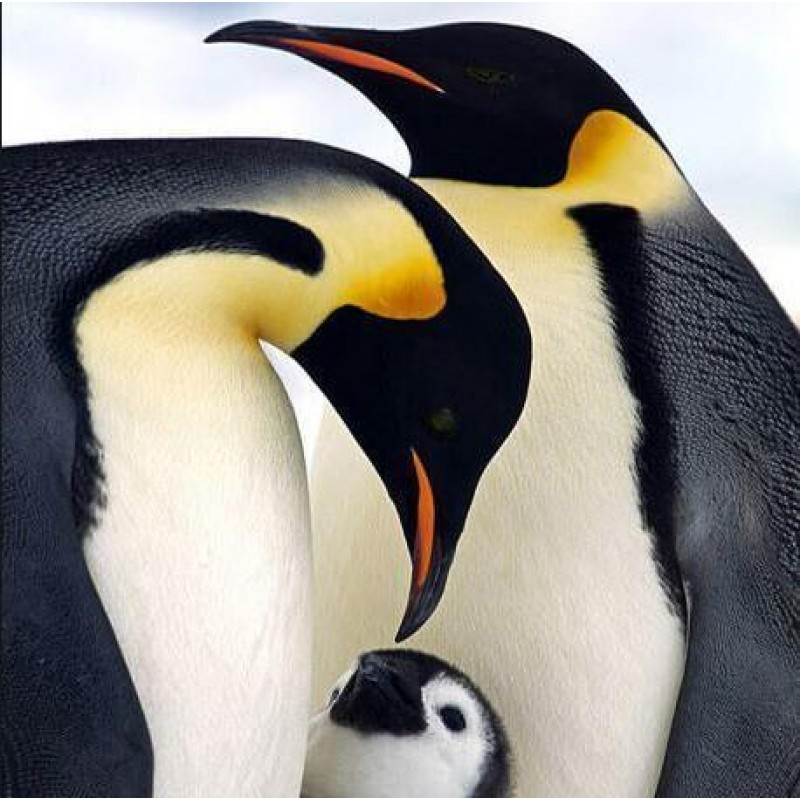 Family Of Penguins D...