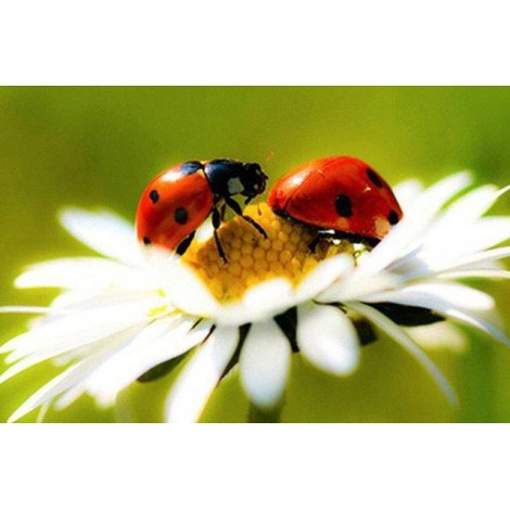 Cute Ladybugs Diamond Painting Kit