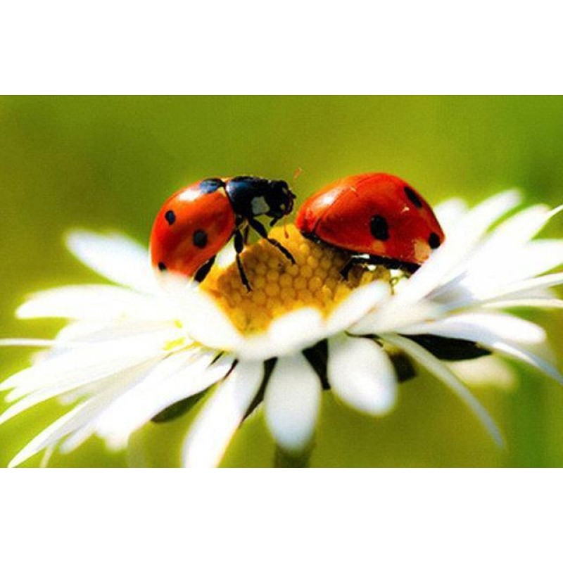 Cute Ladybugs Diamon...