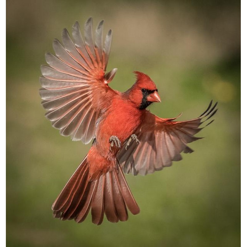Cardinal Flight Diam...