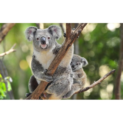 Koala Mom Diamond Painting Kit