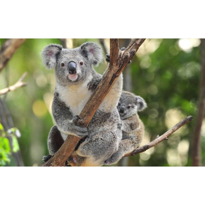 Koala Mom Diamond Pa...