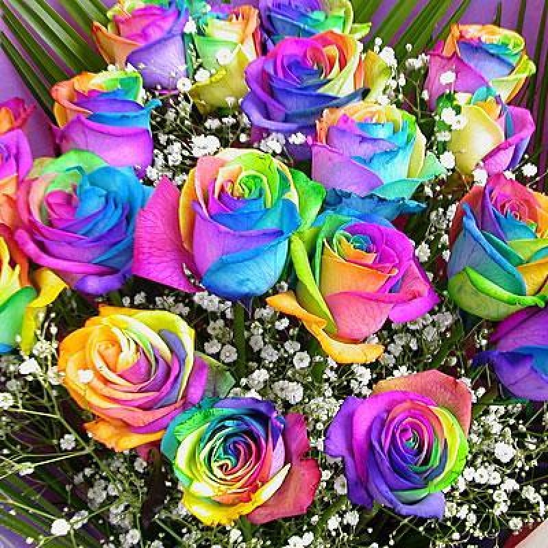 Rainbow Flowers Diam...