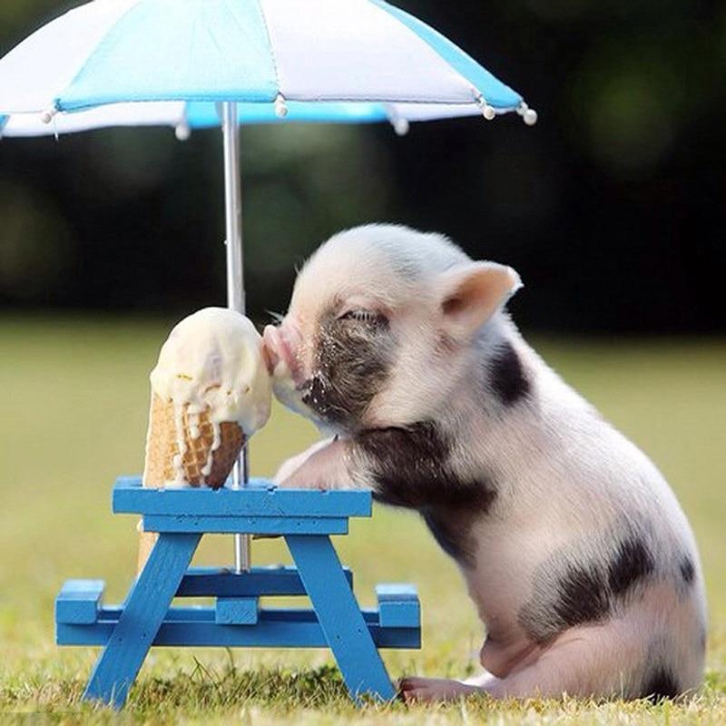 Pigs Eat Ice Cream D...