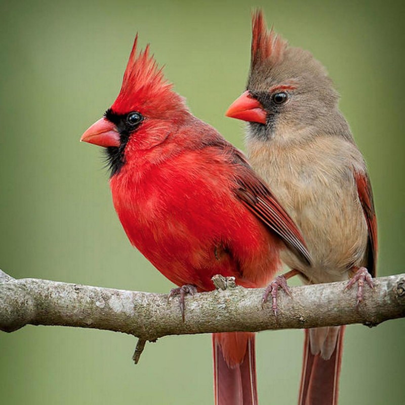 Cardinal Bird Diamon...