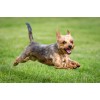 Yorkie Fly Diamond Painting Kit