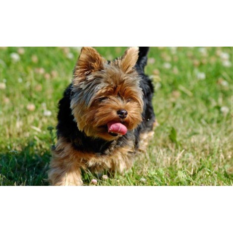 Yorkie Funny Diamond Painting Kit