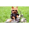 Yorkie Motorized Diamond Painting Kit