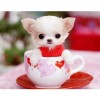 Cute Dog In The Cup Diamond Painting Kit