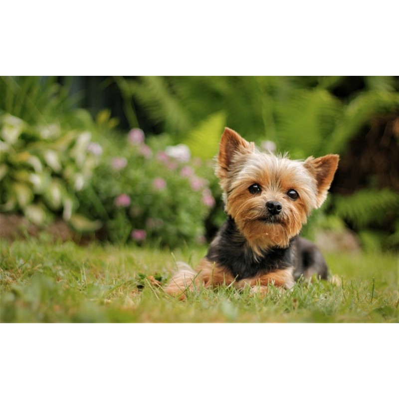 Yorkie Cute Diamond ...
