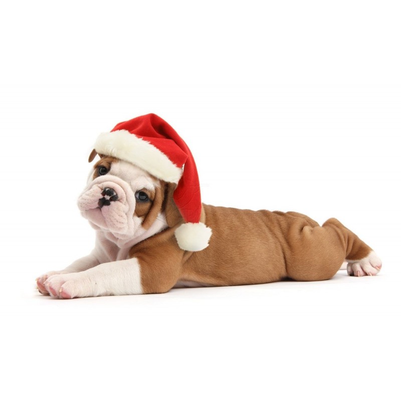 Dog Christmas Puppie...