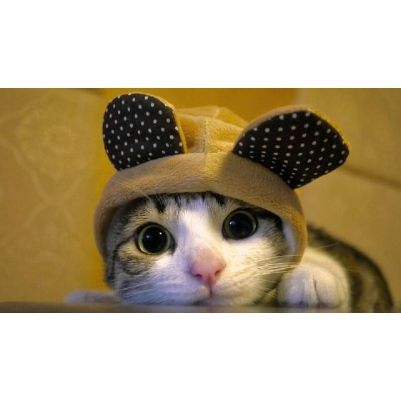 5d Cat Diamond Paint...