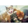 5d Cat Diamond Painting Kit Premium-27