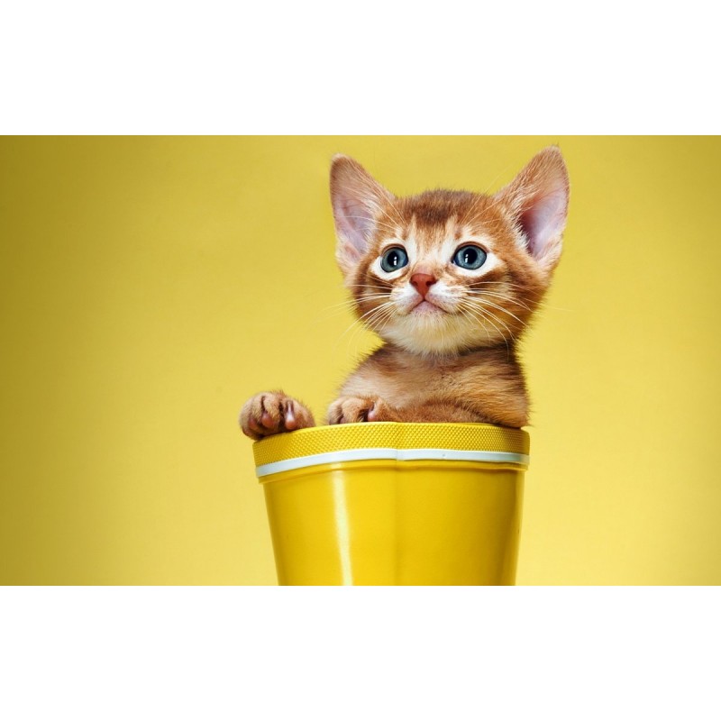 5d Cat Diamond Paint...