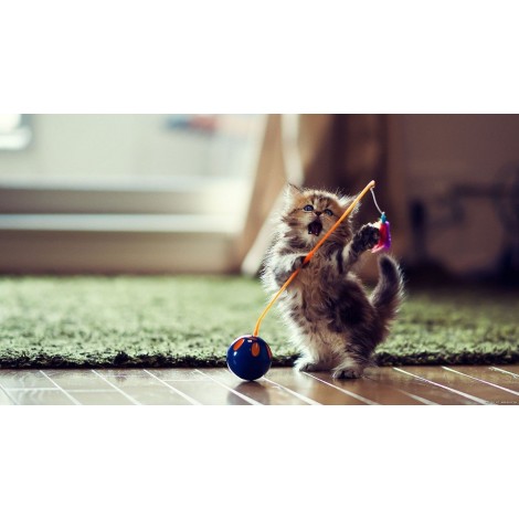 5d Cat Diamond Painting Kit Premium-31