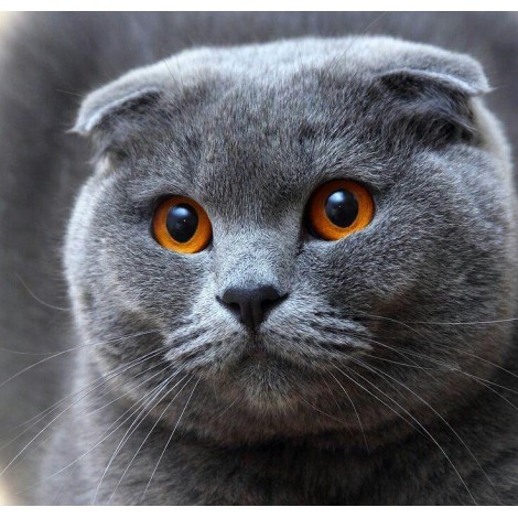 5d Cat Diamond Painting Kit Premium-23