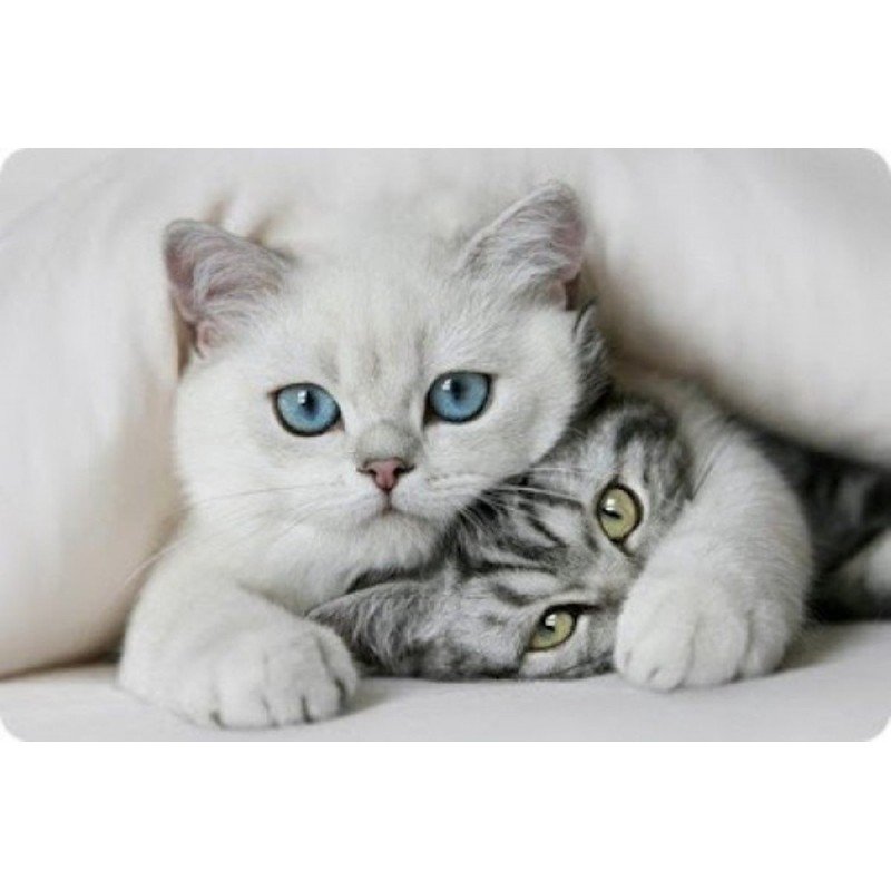 5d Cat Diamond Paint...