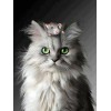5d Cat Diamond Painting Kit Premium-67