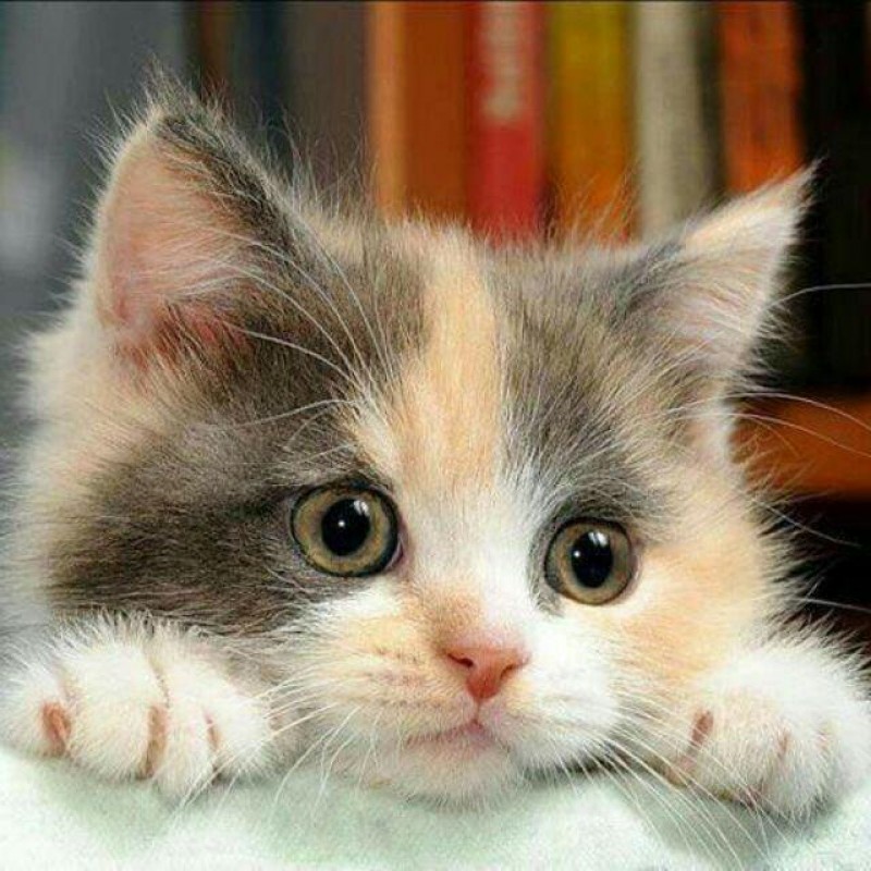 5d Cat Diamond Paint...