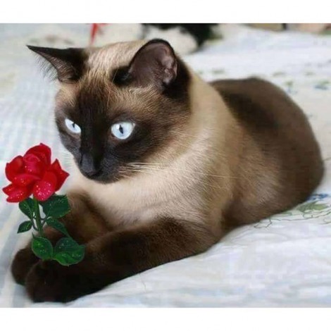Cat And Rose Diamond Painting Kit